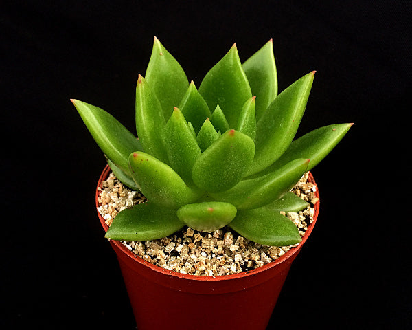 Echeveria agavoides 'Jade Galaxy'