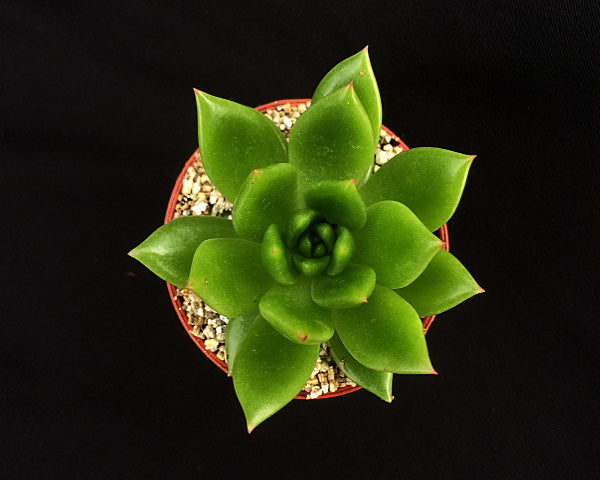 Echeveria agavoides 'Jade Galaxy'