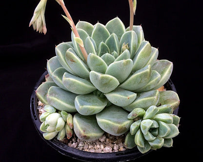 Echeveria albicans