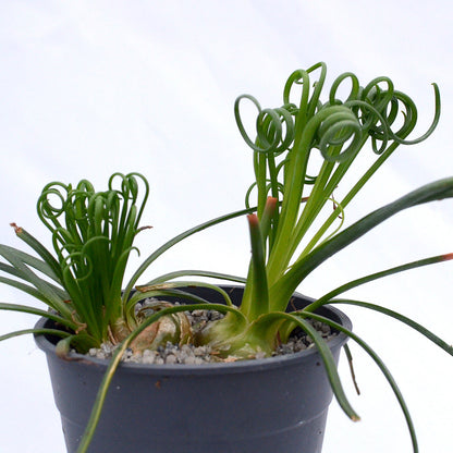 Albuca spiralis