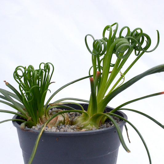 Albuca spiralis