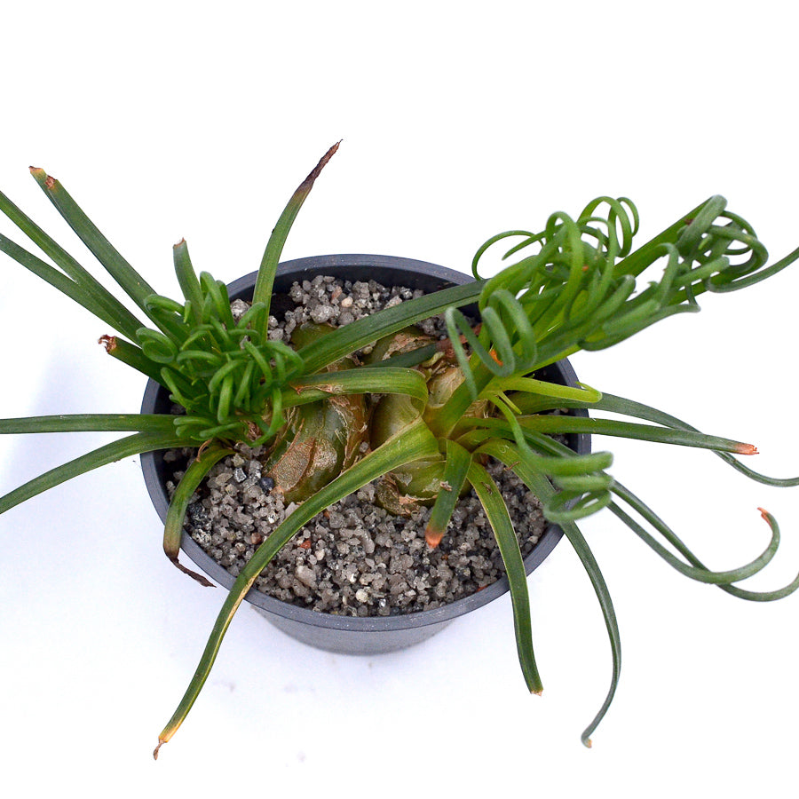 Albuca spiralis