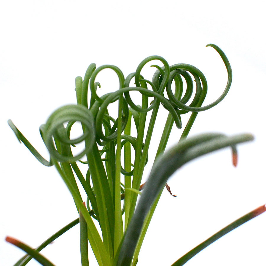 Albuca spiralis