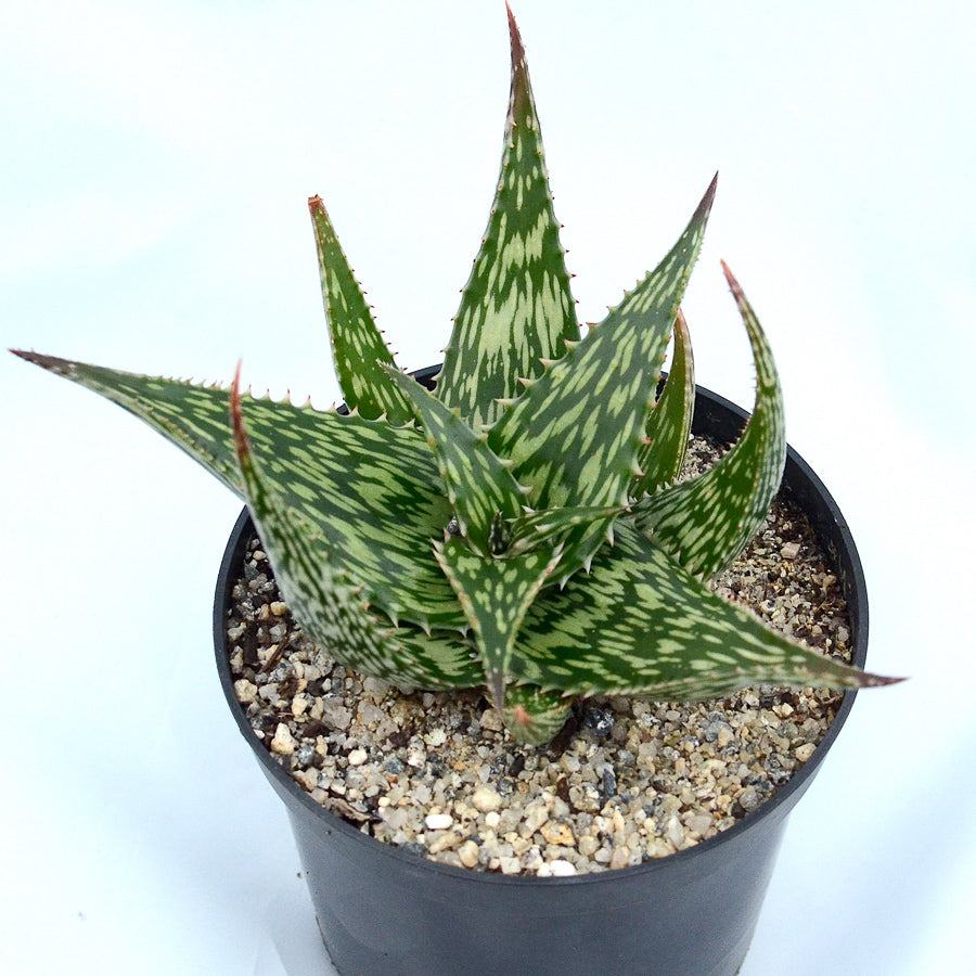 Aloe hemingii 1