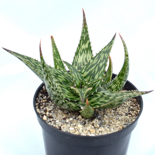 Aloe hemingii 1