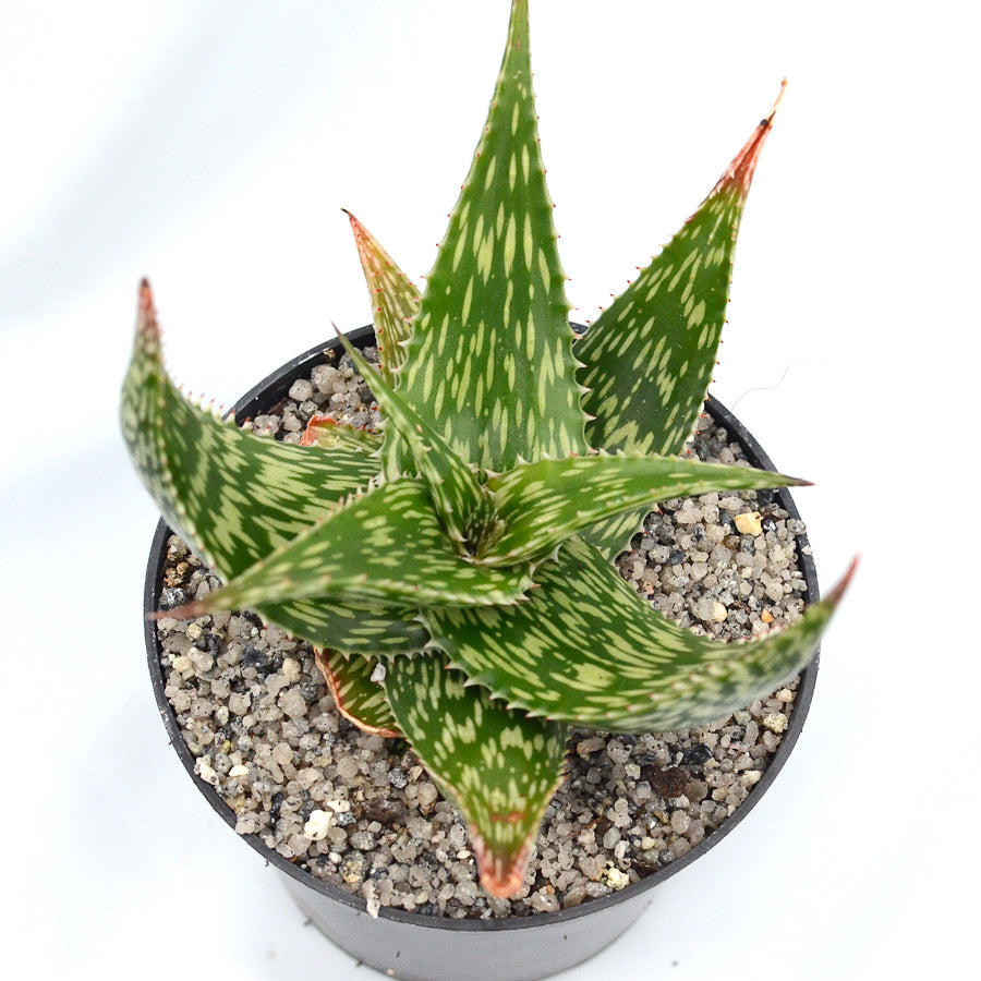 Aloe hemmingii