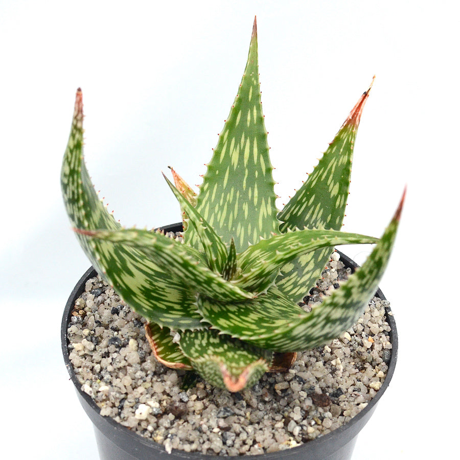 Aloe hemmingii