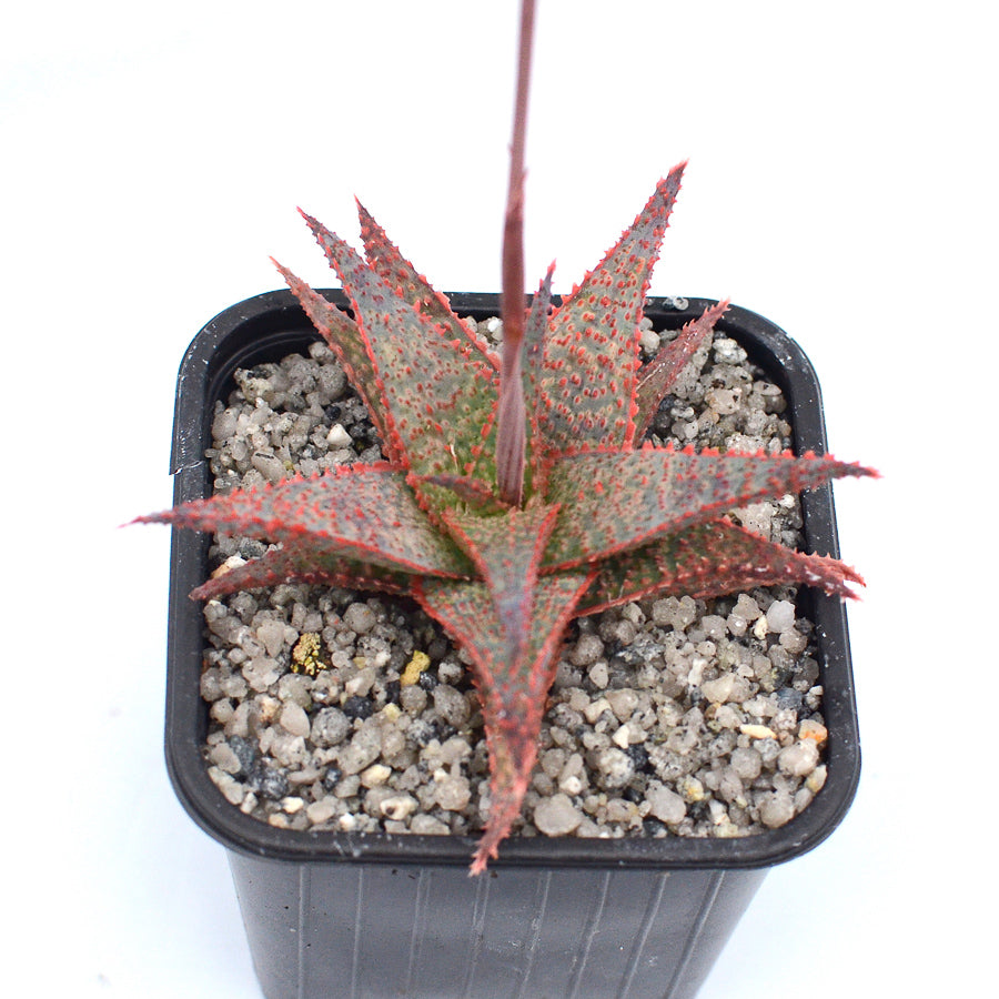 Aloe 'Well Done'