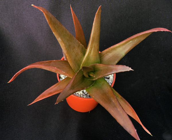 x Alworthia 'Black Gem'