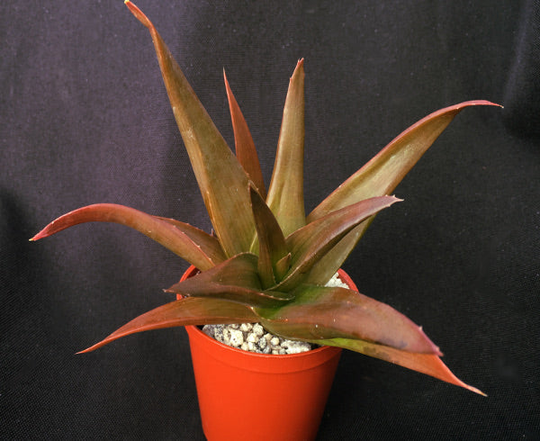 x Alworthia 'Black Gem'