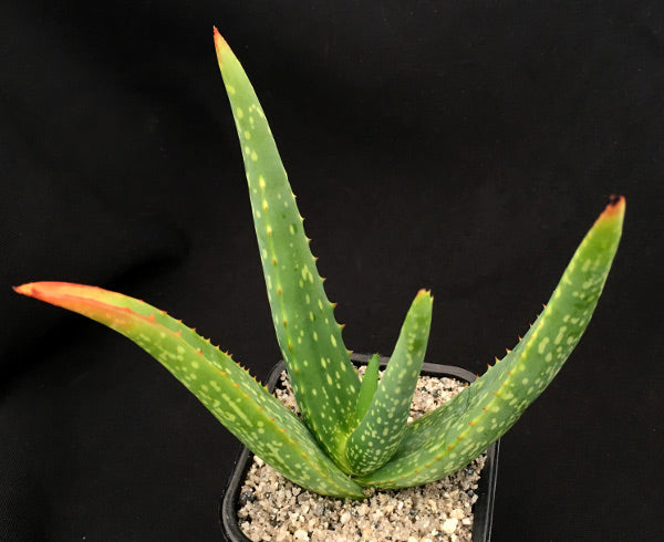 Aloe camperi 'Cornuta'