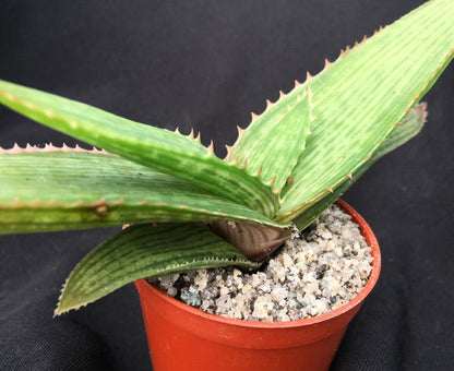 Aloe greatheadii