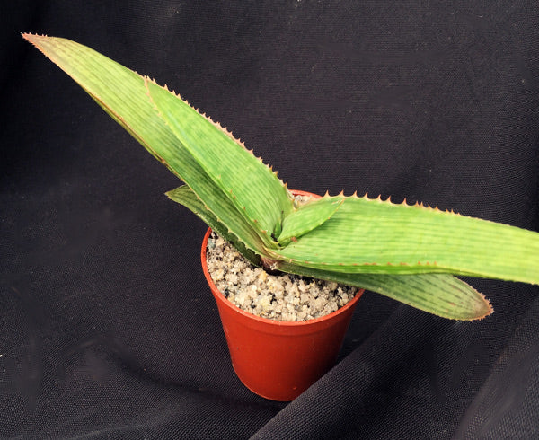 Aloe greatheadii