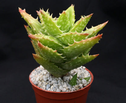 Aloe juvenna (Tiger Tooth Aloe)