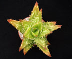 Aloe juvenna | Tiger Tooth Aloe