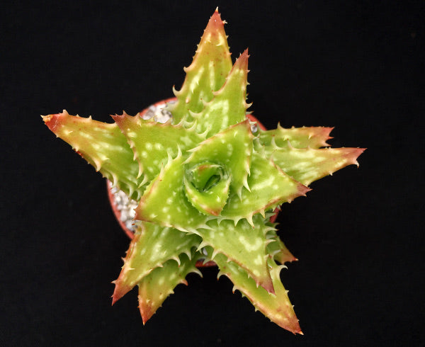 Aloe juvenna | Tiger Tooth Aloe