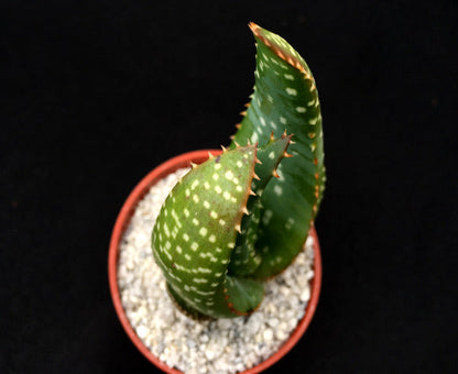 Aloe microstigma