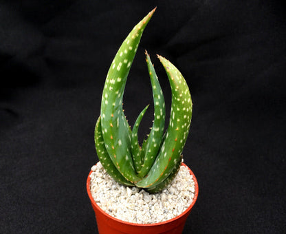 Aloe microstigma