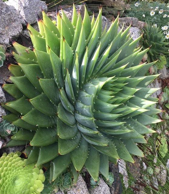aloe vera plant spiral Aloe polyphylla 'Spiral Aloe' – Surreal Succulents