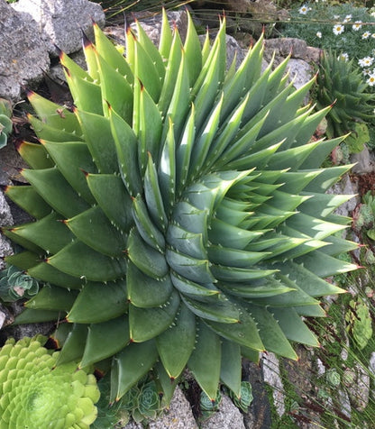 Aloe polyphylla (Spiral Aloe)