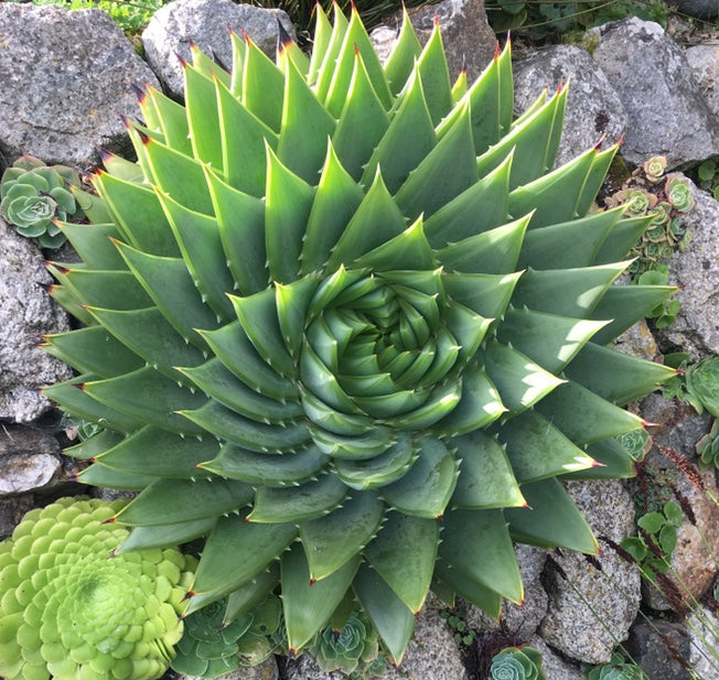 Aloe polyphylla (Spiral Aloe)