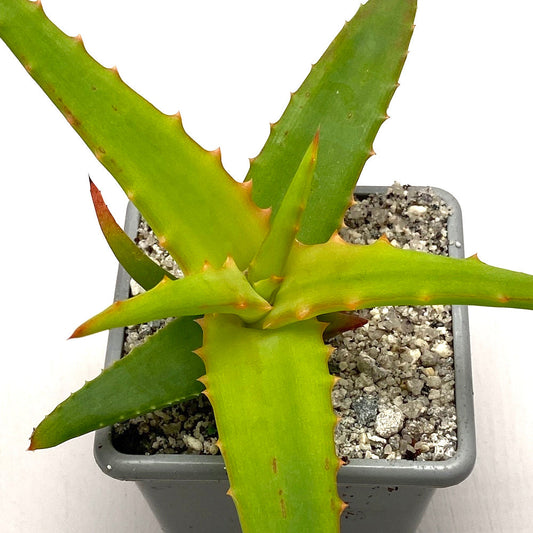 Aloe x spinosissima