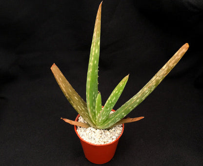 Aloe vera