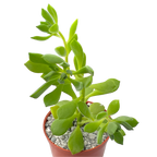 Aeonium viscatum