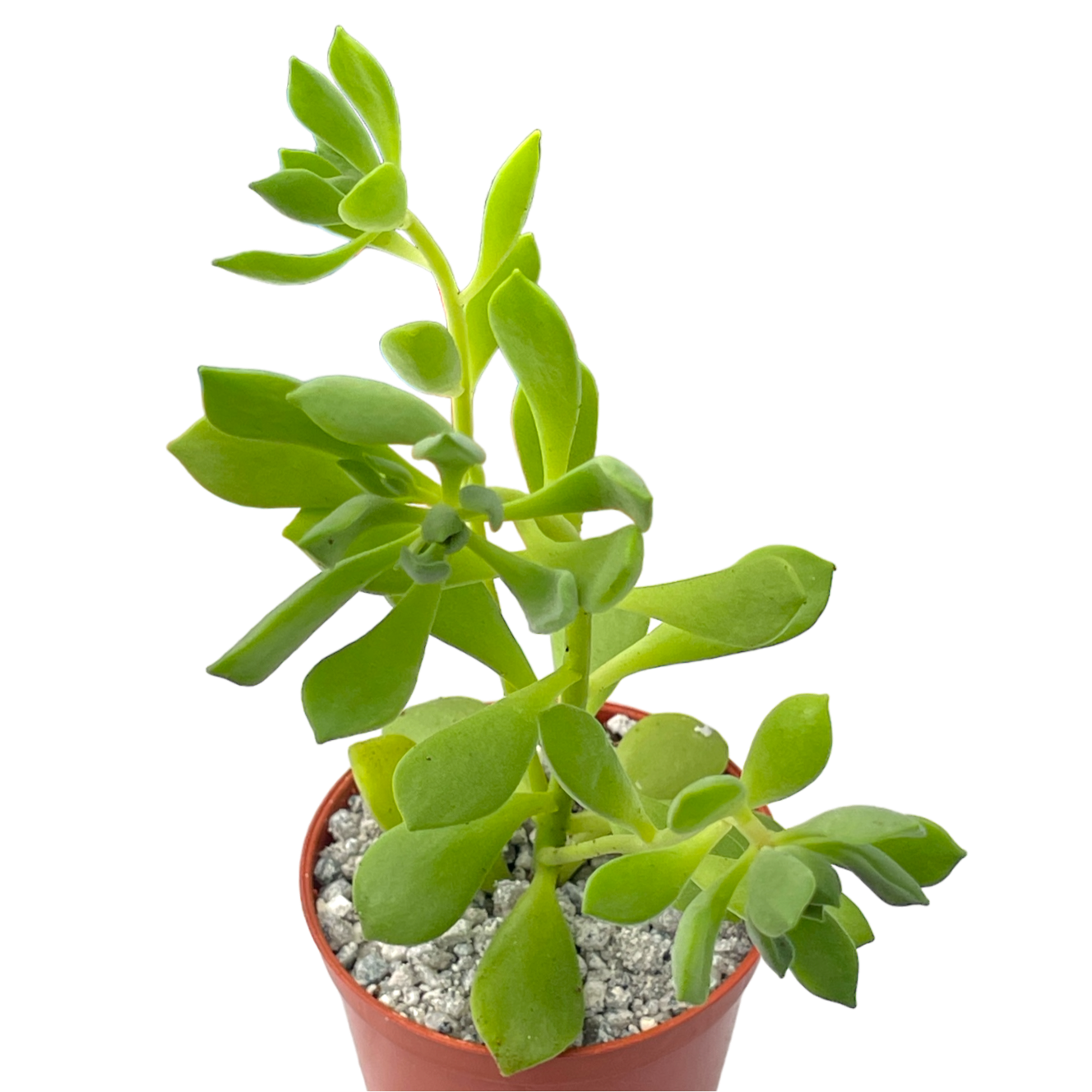 Aeonium viscatum