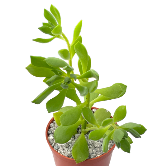 Aeonium viscatum