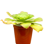 Aeonium arboreum v. magnificum