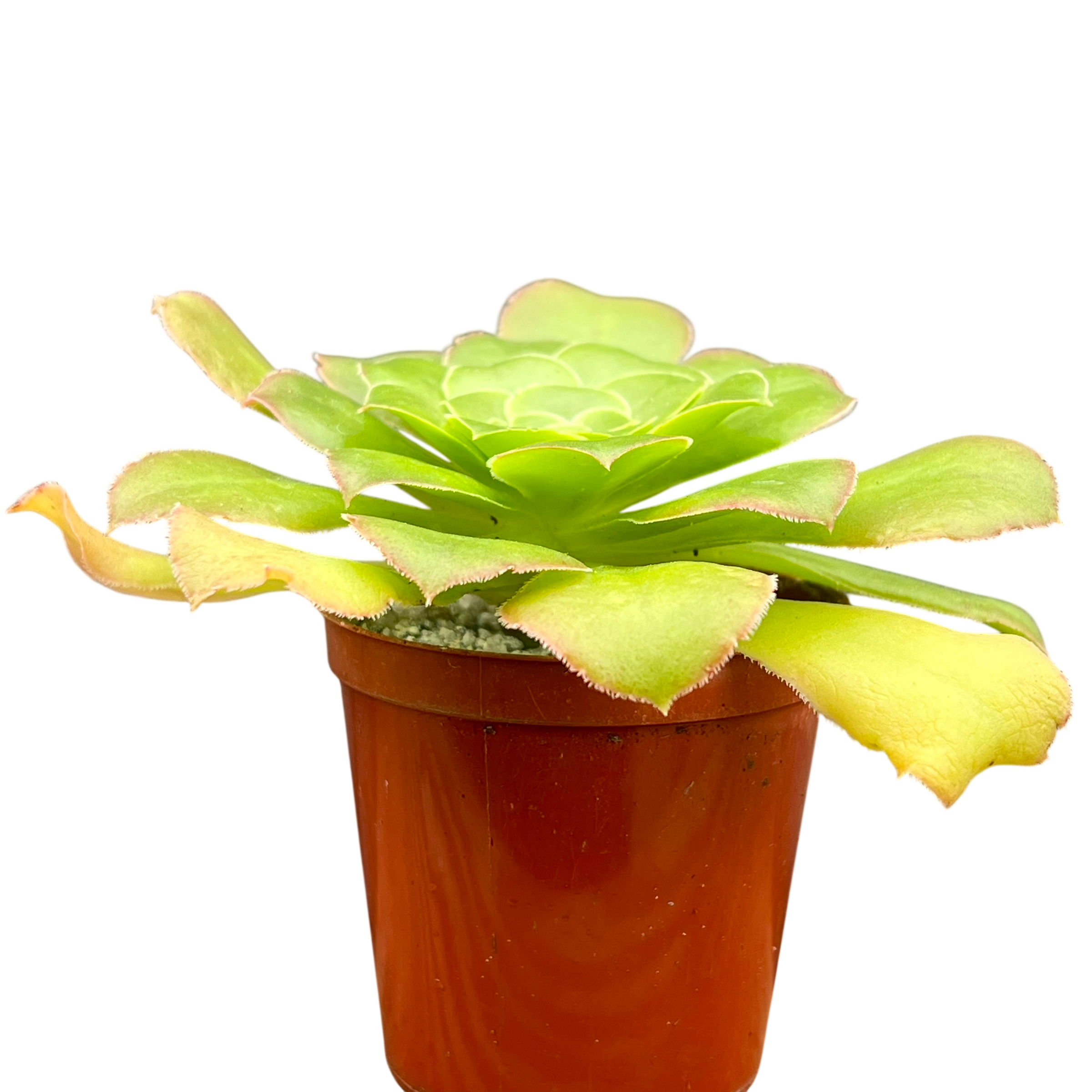 Aeonium arboreum v. magnificum