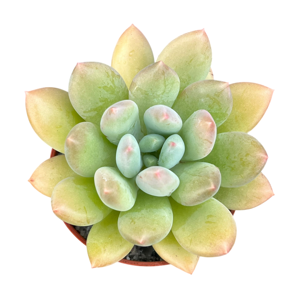 x Pachyveria 'Thunderbird'