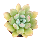 x Pachyveria 'Thunderbird'