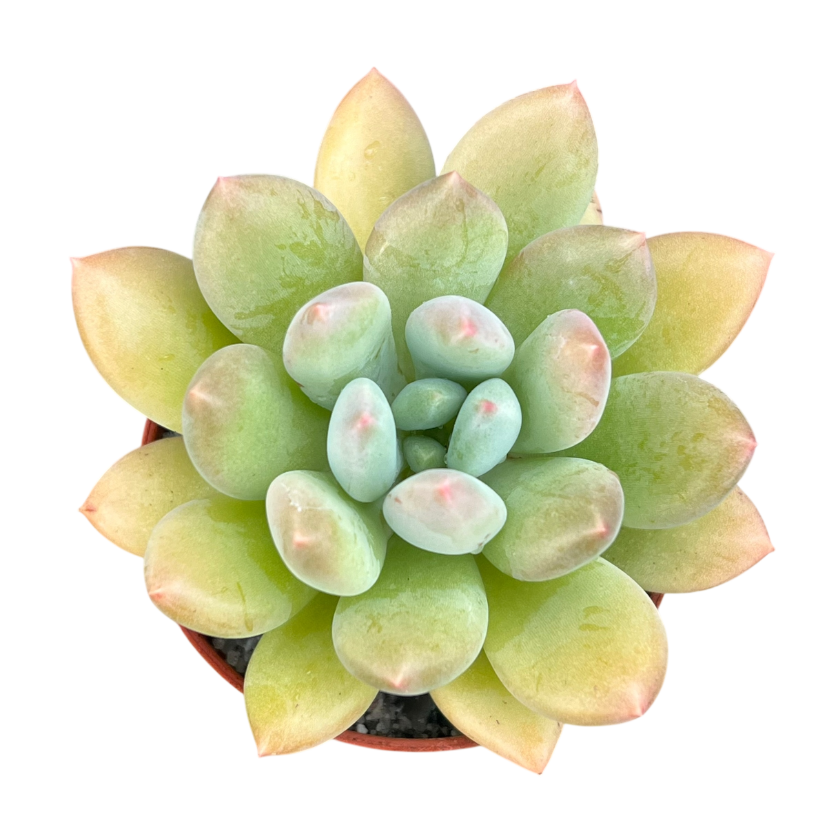 x Pachyveria 'Thunderbird'