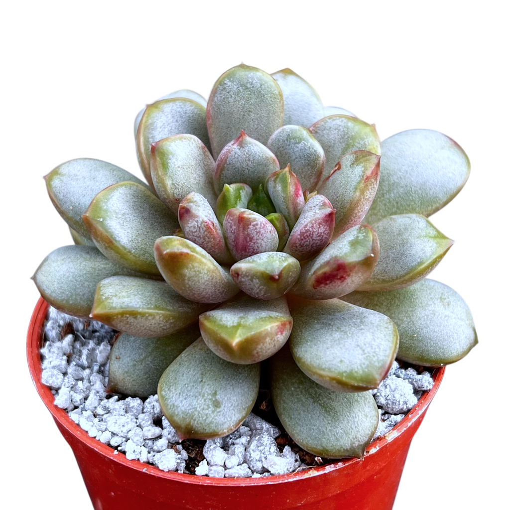 x Graptoveria 'Amethorum'
