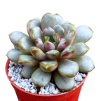 x Graptoveria 'Amethorum'