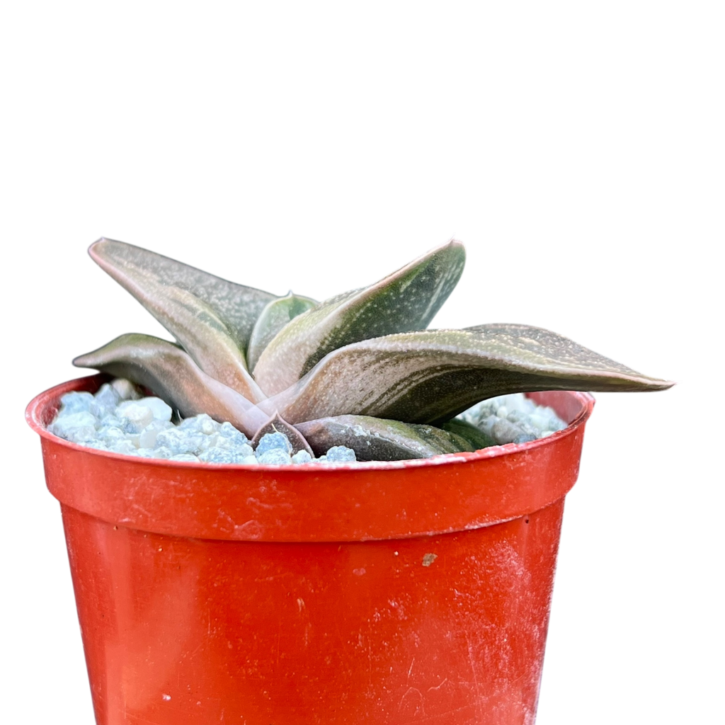 Gasteria 'Rumplestiltskin'