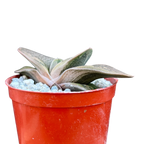 Gasteria 'Rumplestiltskin'