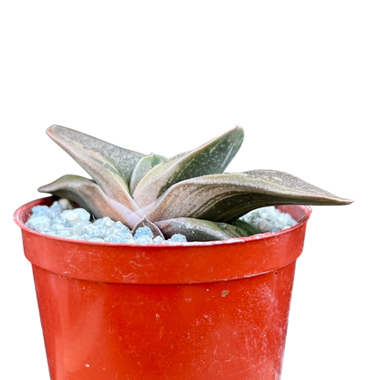 Gasteria 'Rumplestiltskin'