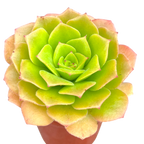 Aeonium tabuliforme x nobile
