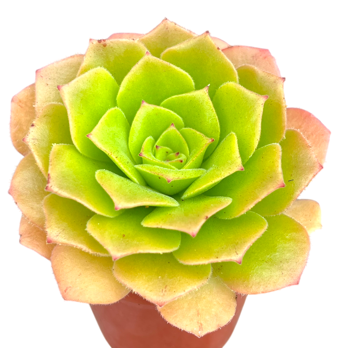 Aeonium tabuliforme x nobile