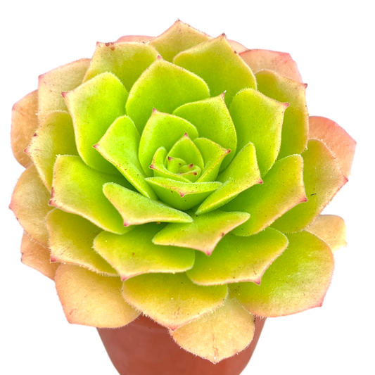 Aeonium tabuliforme x nobile