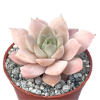 Echeveria 'Van Breen'