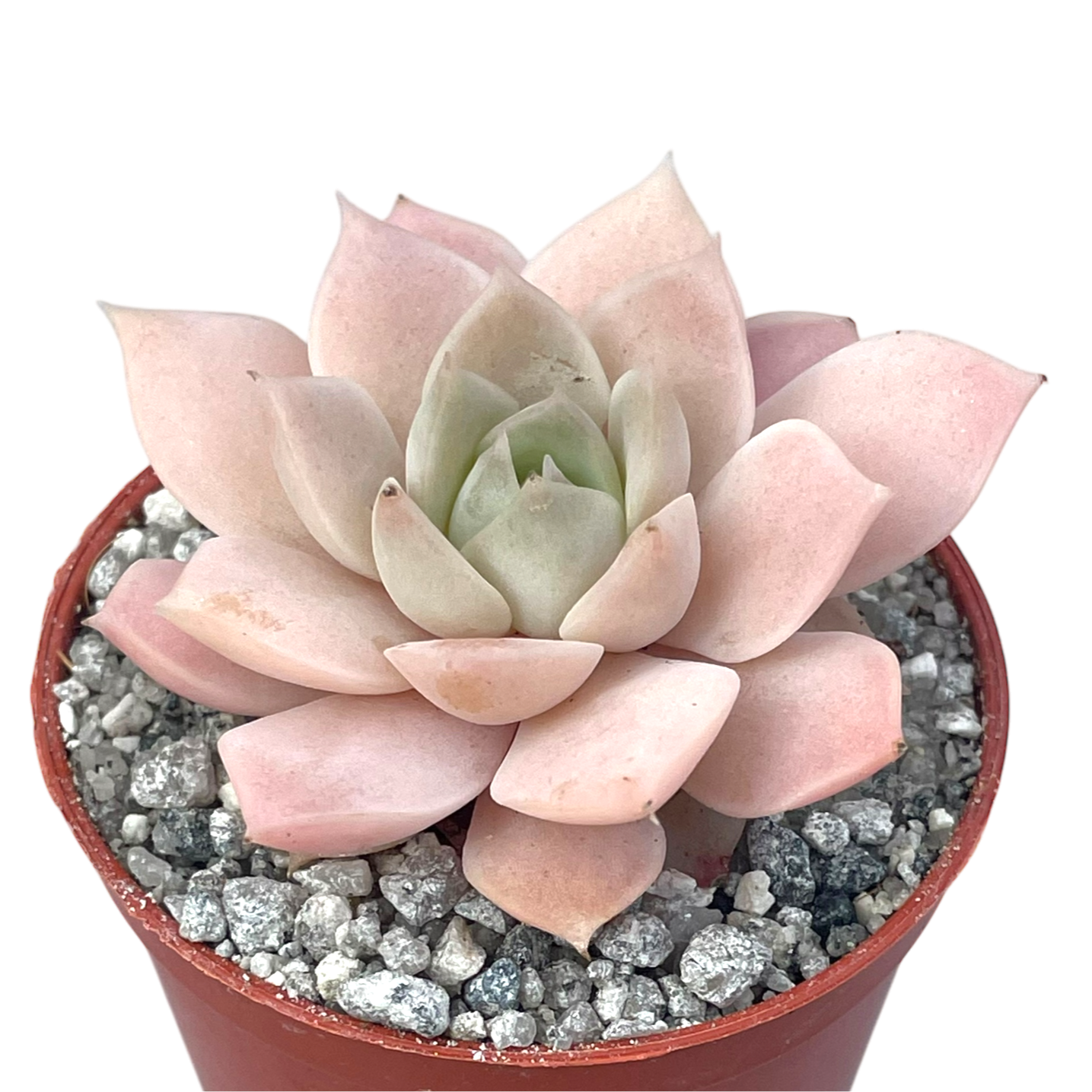 Echeveria 'Van Breen'