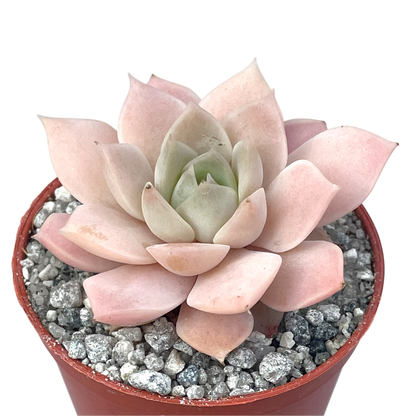 Echeveria 'Van Breen'
