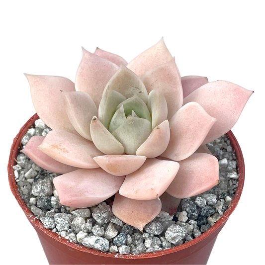 Echeveria 'Van Breen'