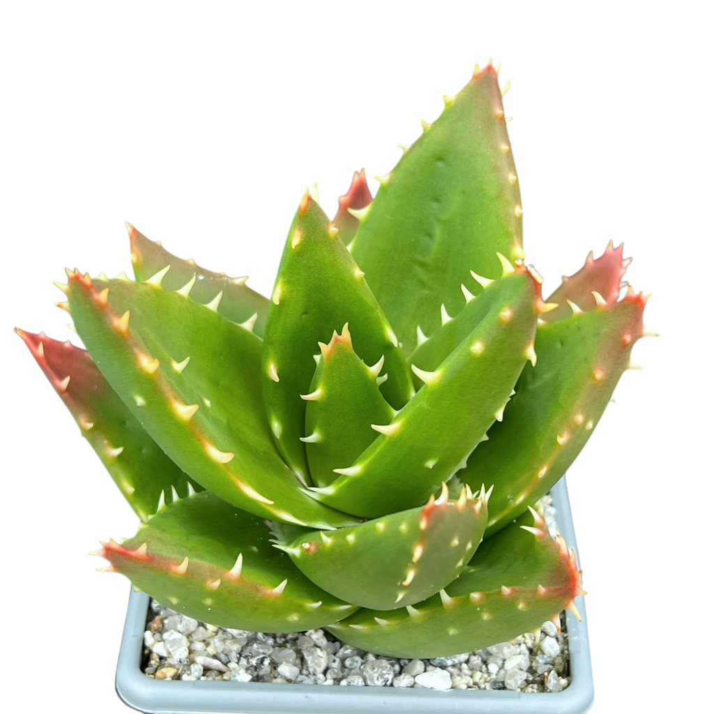Aloe mitriformis