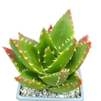 Aloe mitriformis