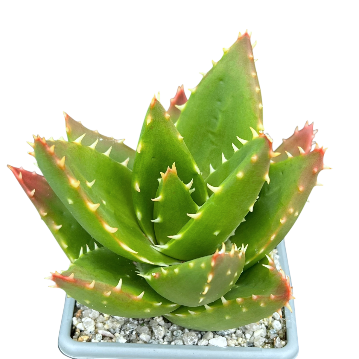 Aloe mitriformis